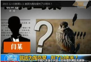 大學生抓鳥獲刑十年 “人不如鳥”孰真孰假？