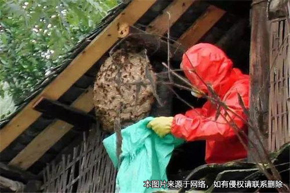 前人取蜂窩后人被馬蜂蜇死，前者是否需要承擔(dān)賠償責(zé)任？