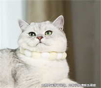 [上海房產(chǎn)律師]租房時約定可帶寵物入住，租客入住后收留流浪動物被房東起訴